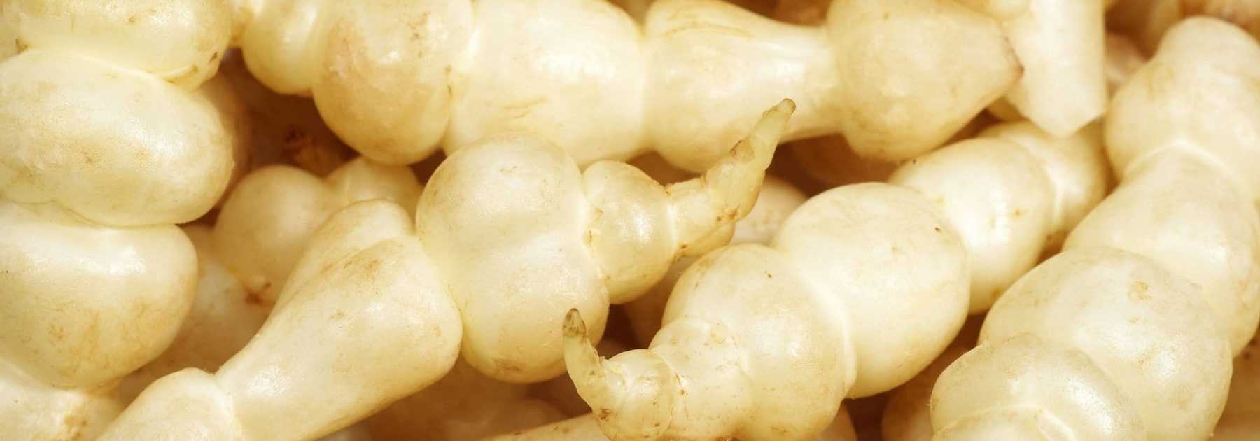 Chinese Artichoke: Sowing, Growing and Harvesting