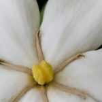 Potted Gardenia: Planting and Care