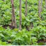 String beans: 3 good reasons to grow them