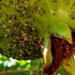 Diseases and pests of the pomegranate tree
