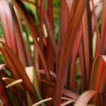How to grow a Phormium in a pot?