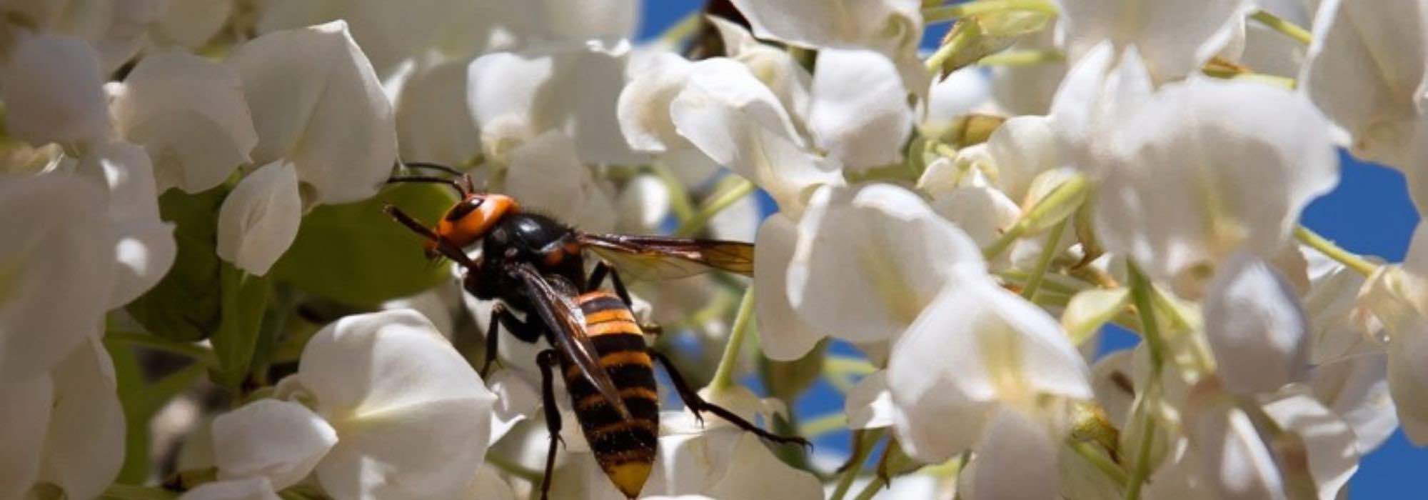 Wisteria: the most fragrant