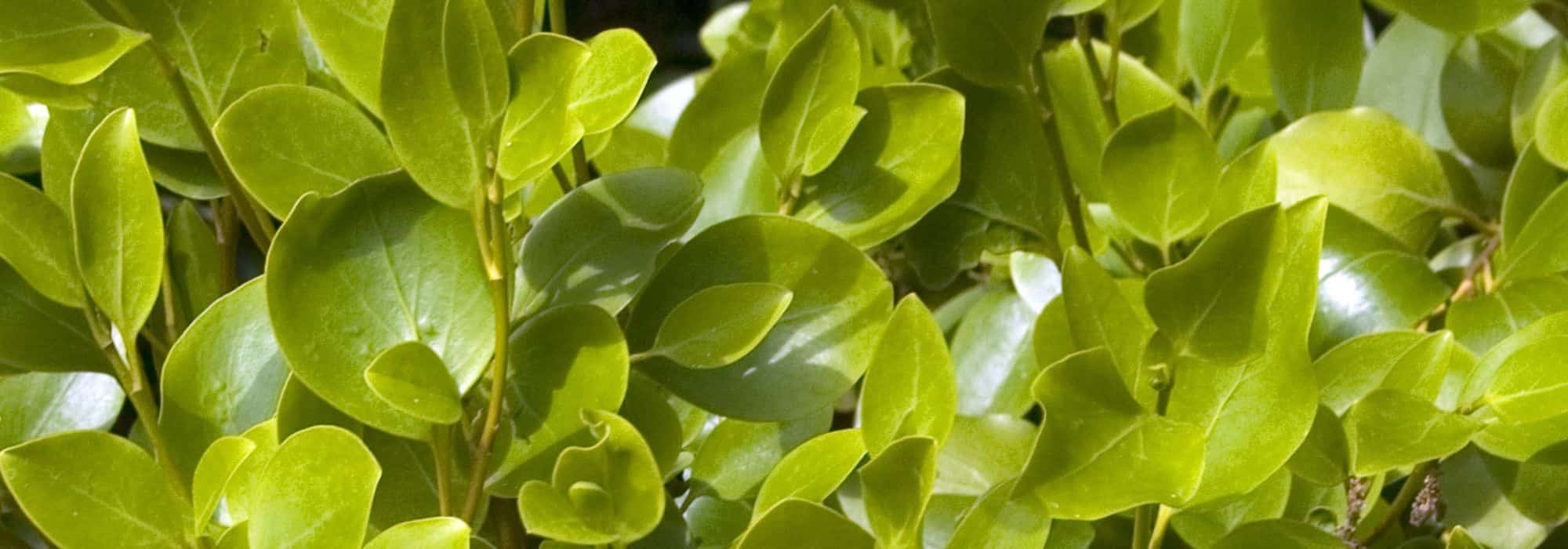 Griselinia: How to Create and Maintain a Hedge?