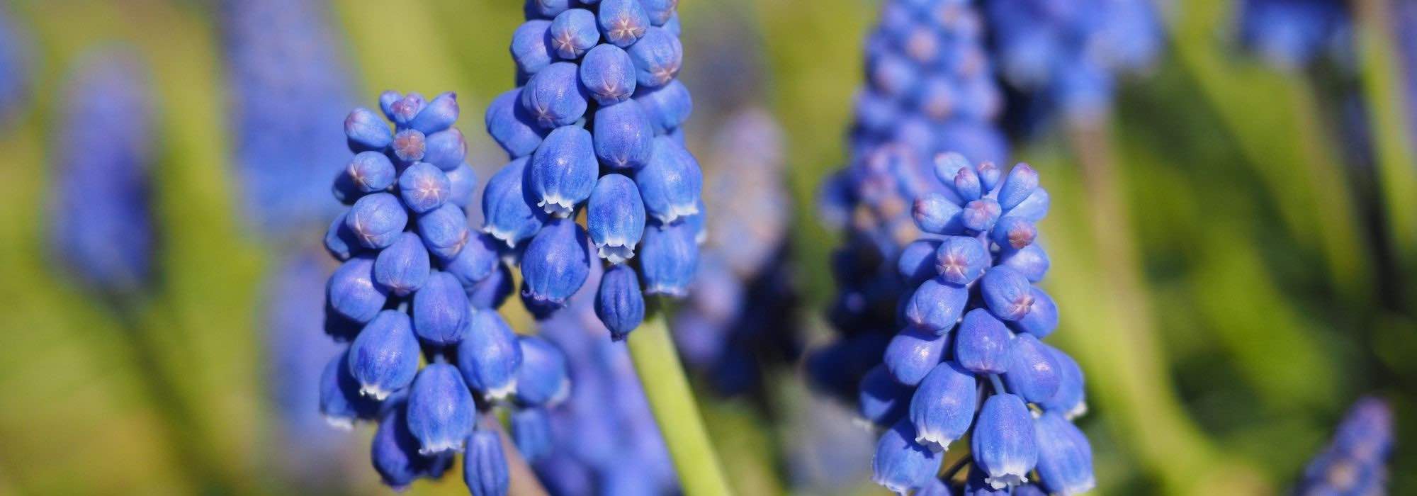 Growing Muscari in pots