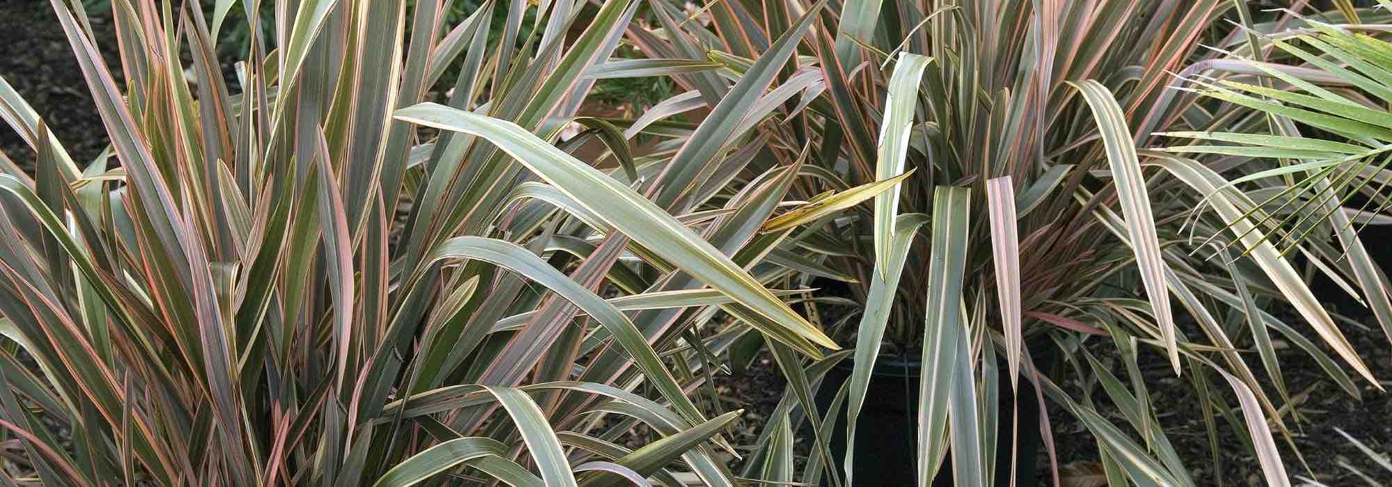 Pairing Phormium