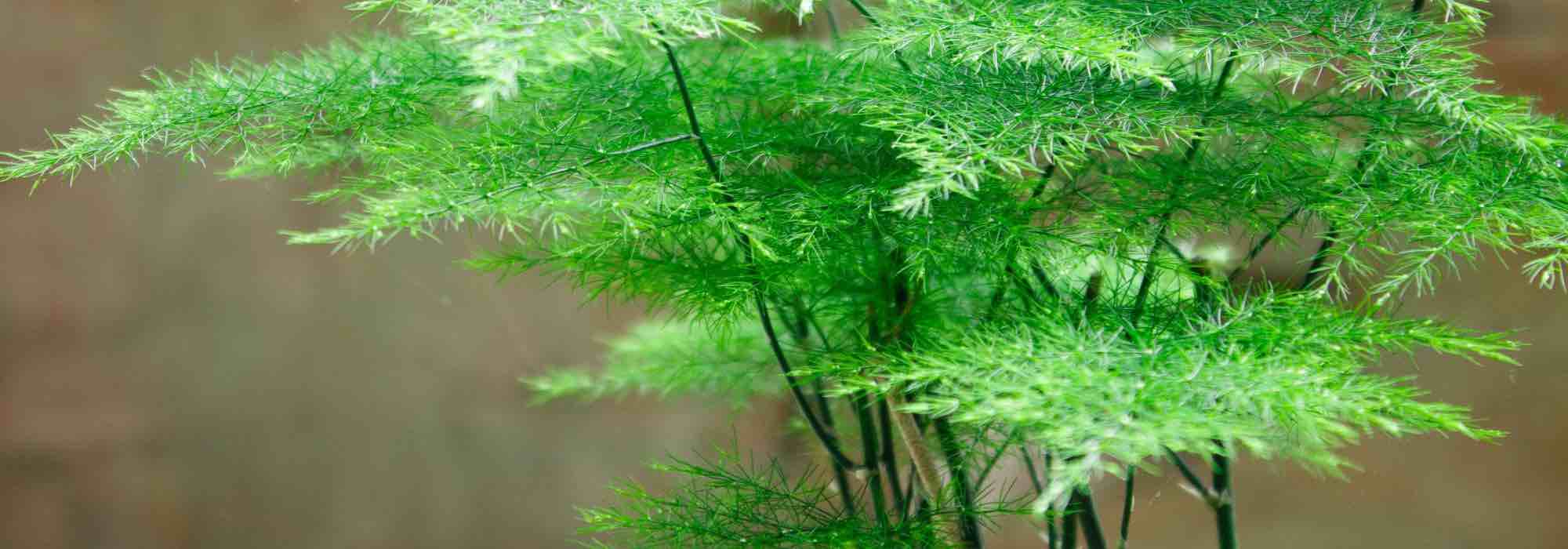 The easiest indoor plants to grow