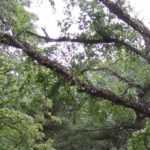 Gentle or Reasoned Pruning of Trees