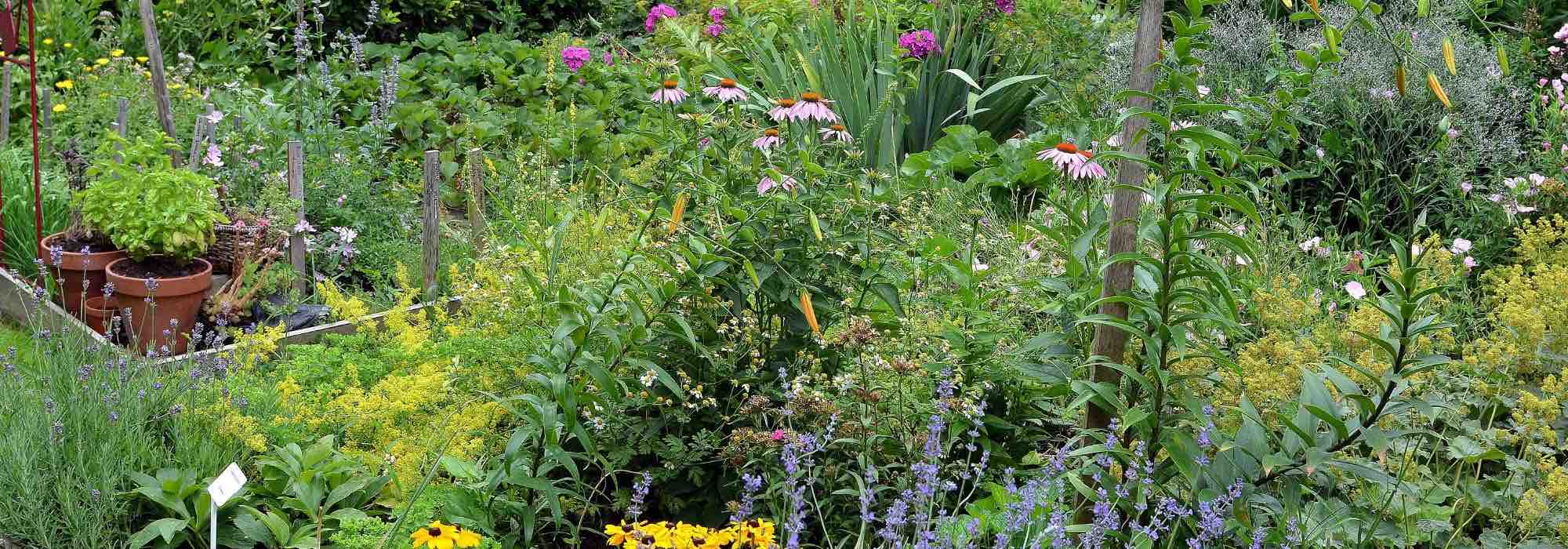 How to transform your garden into a permaculture system?