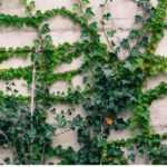 The benefits of climbing plants in permaculture