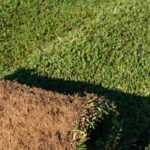 What alternative to lawn should you choose?