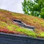 7 Plants for Green Roofs