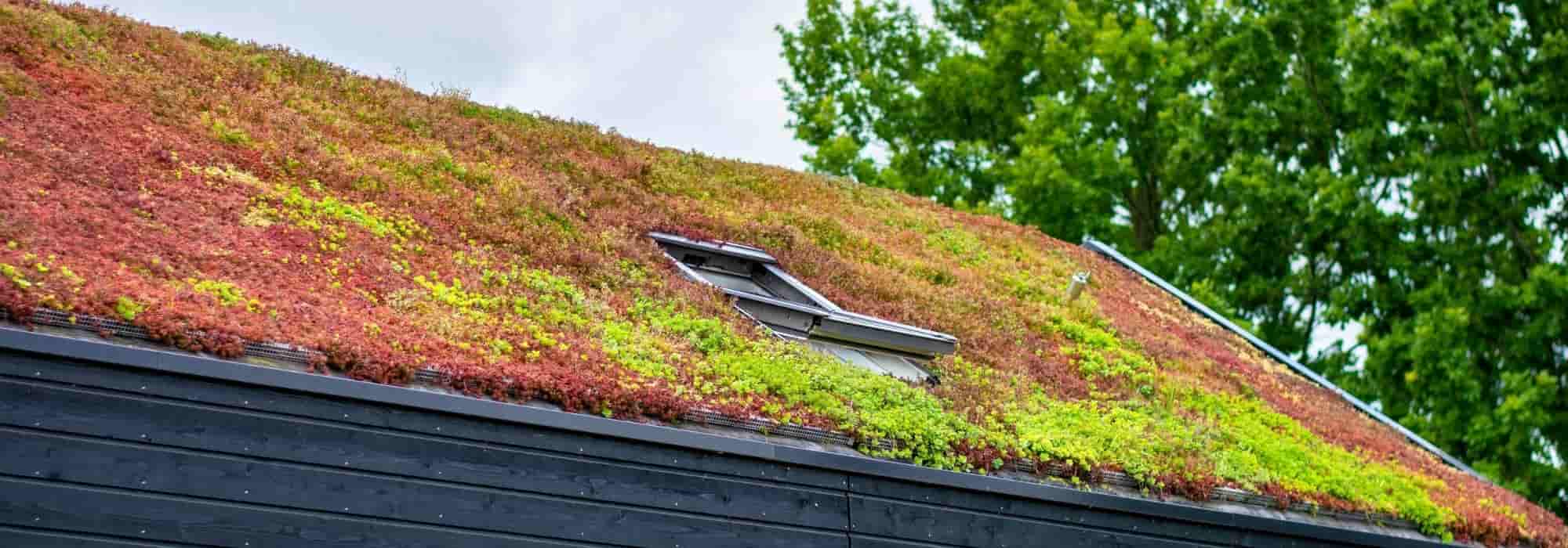 7 Plants for Green Roofs