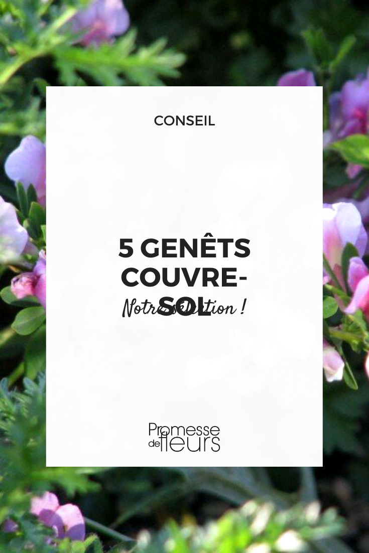 5 soil-covering brooms Creeping genets selection