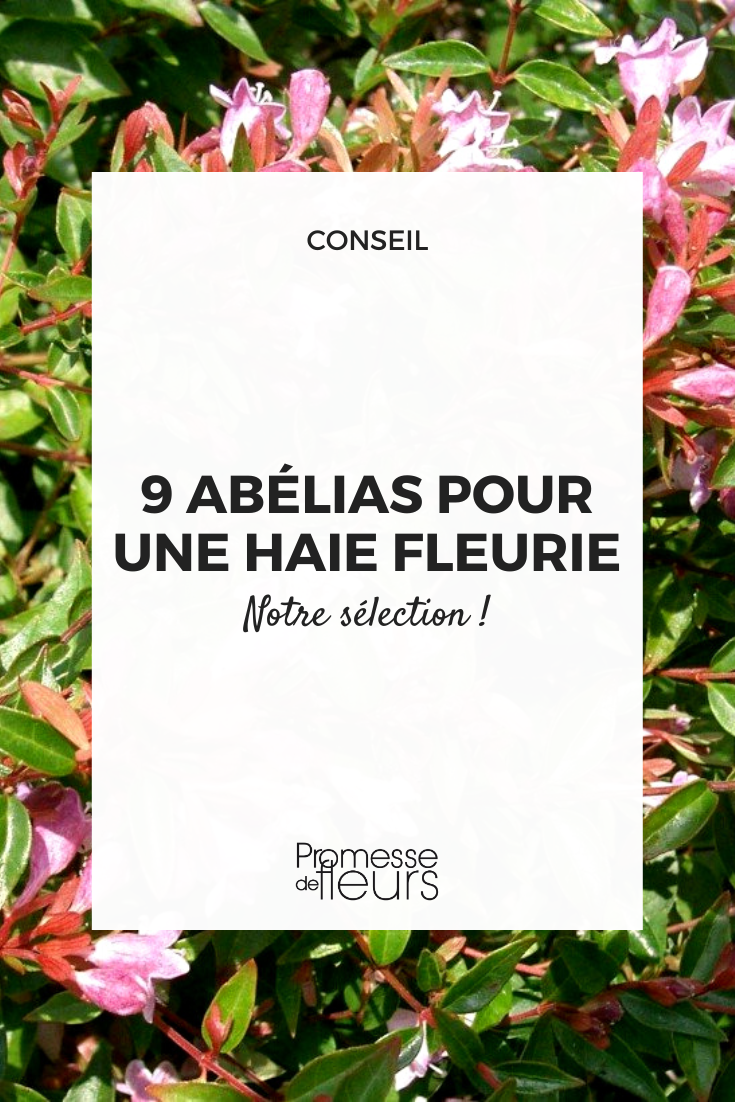 9 Abelia for a flowery hedge Abelia