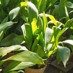 Aspidistra: Cultivation and Care