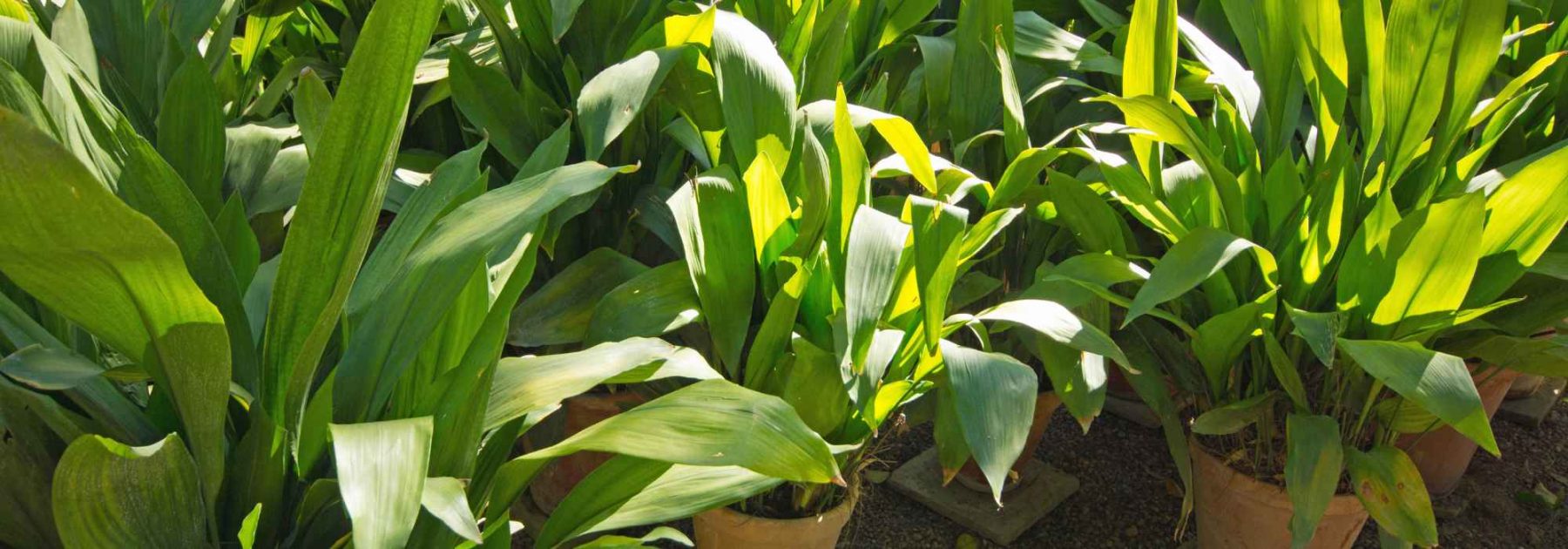 Aspidistra: Cultivation and Care