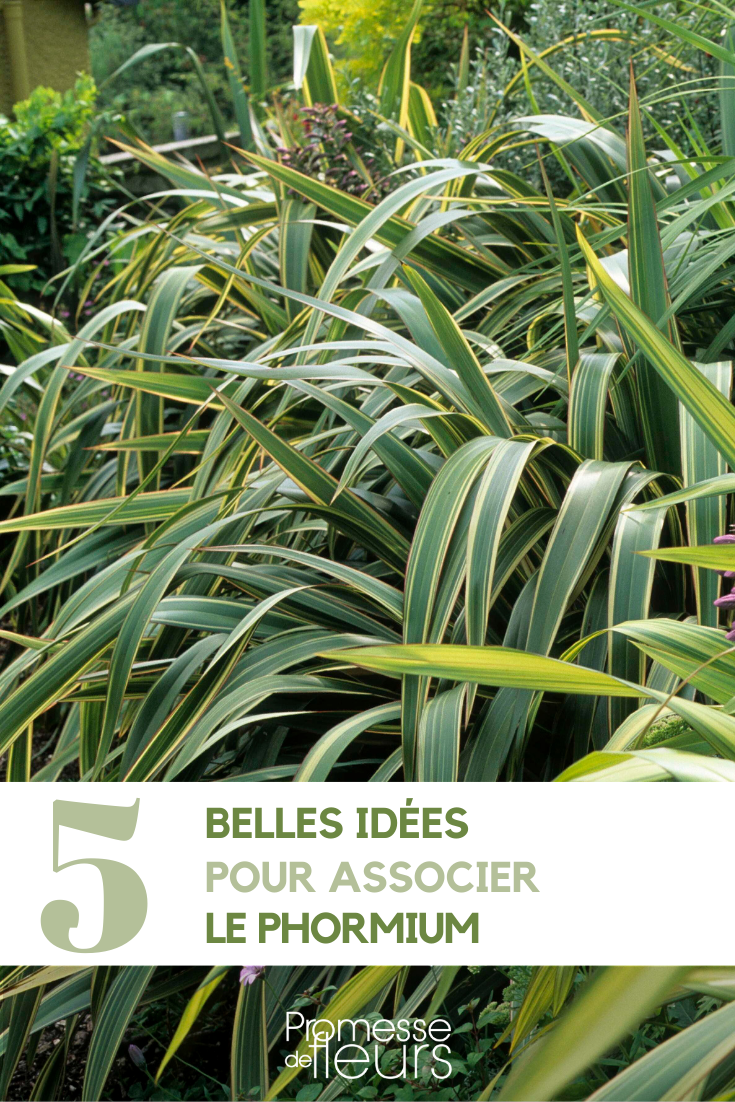 Associate the Phormium New Zealand flax