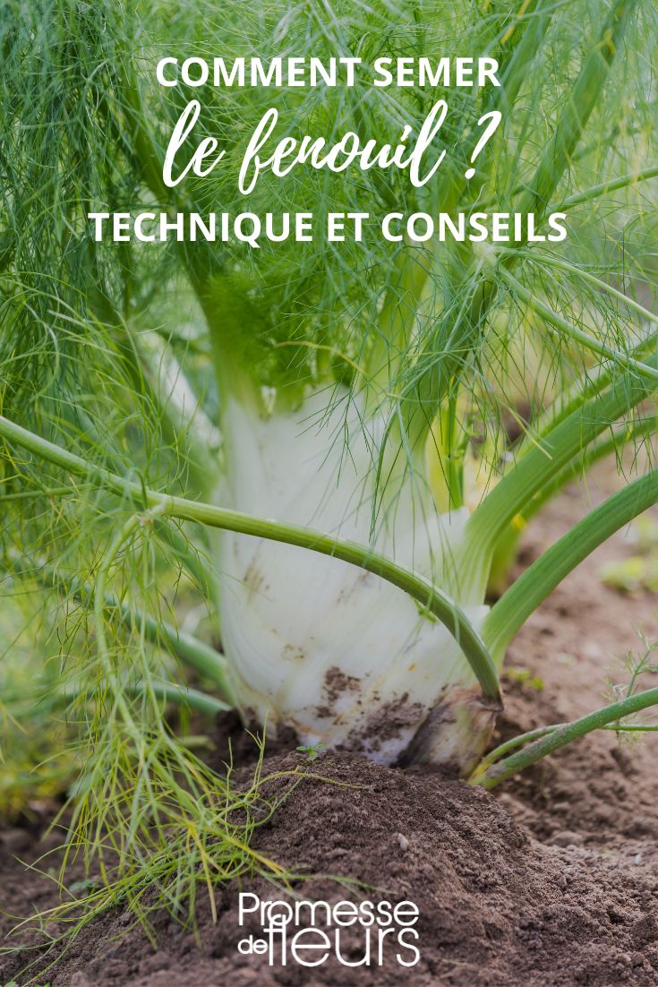 Growing Fennel