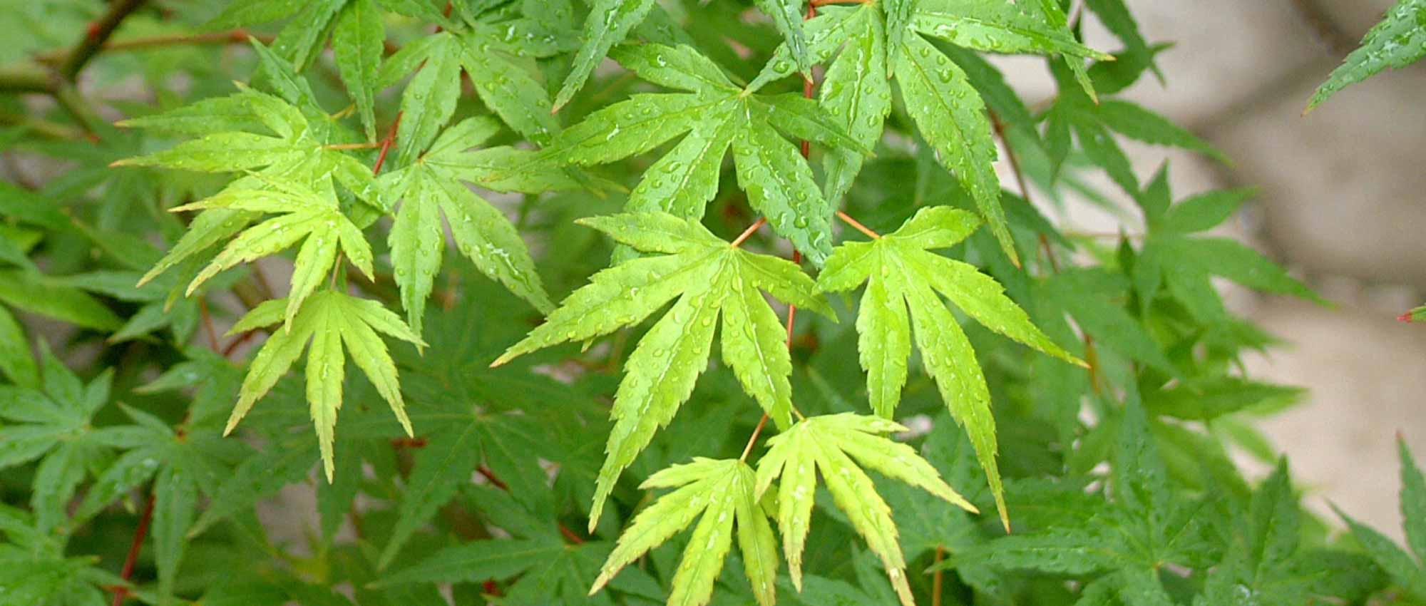 6 Japanese maples with green foliage