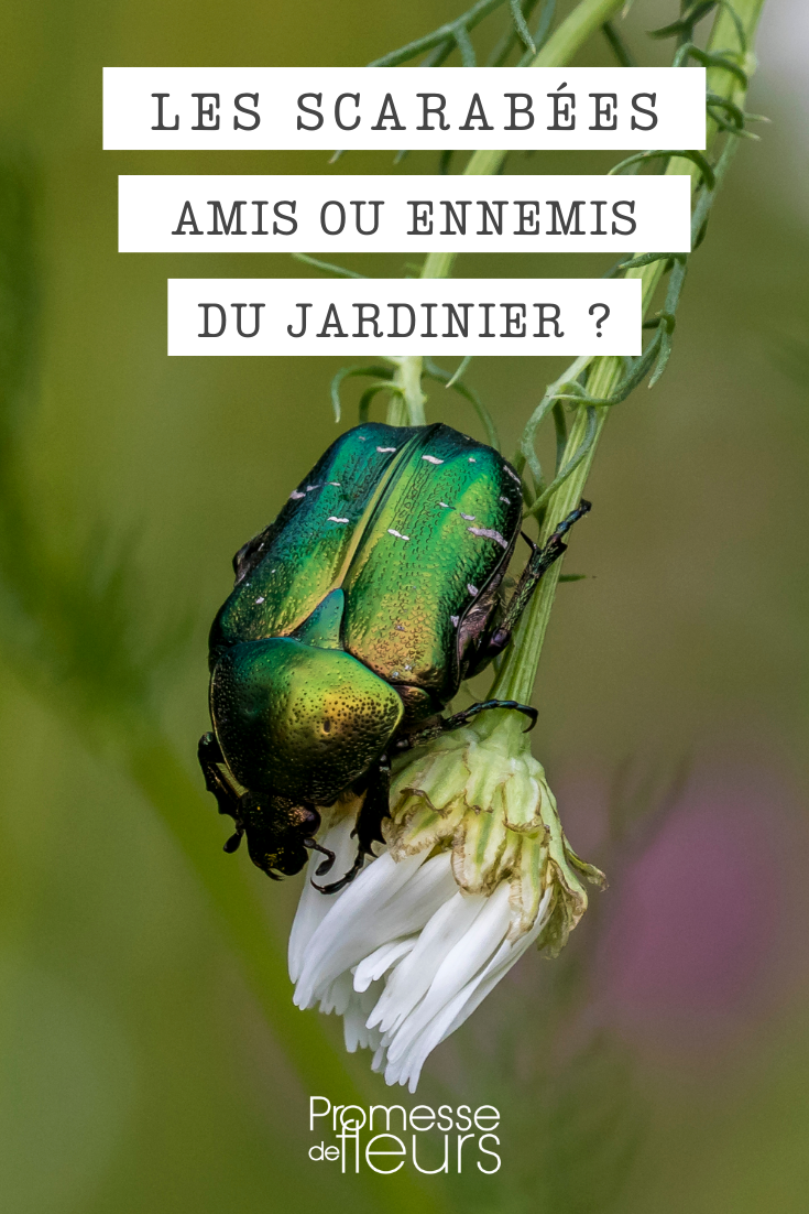 Beetles: Friends or Foes of the Gardener The different beetles in the garden