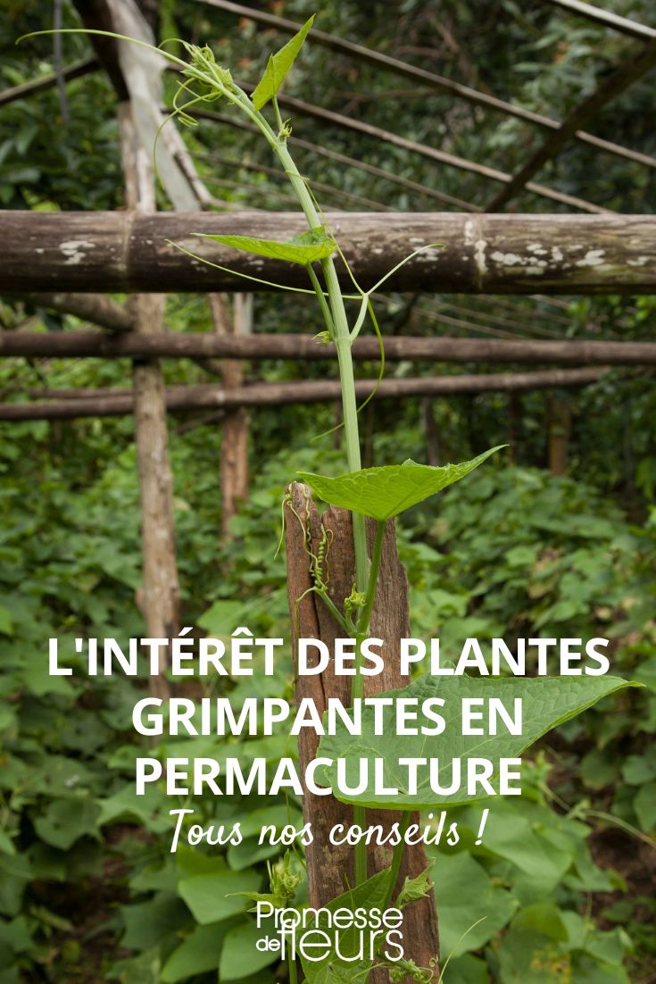 The benefits of climbing plants in permaculture