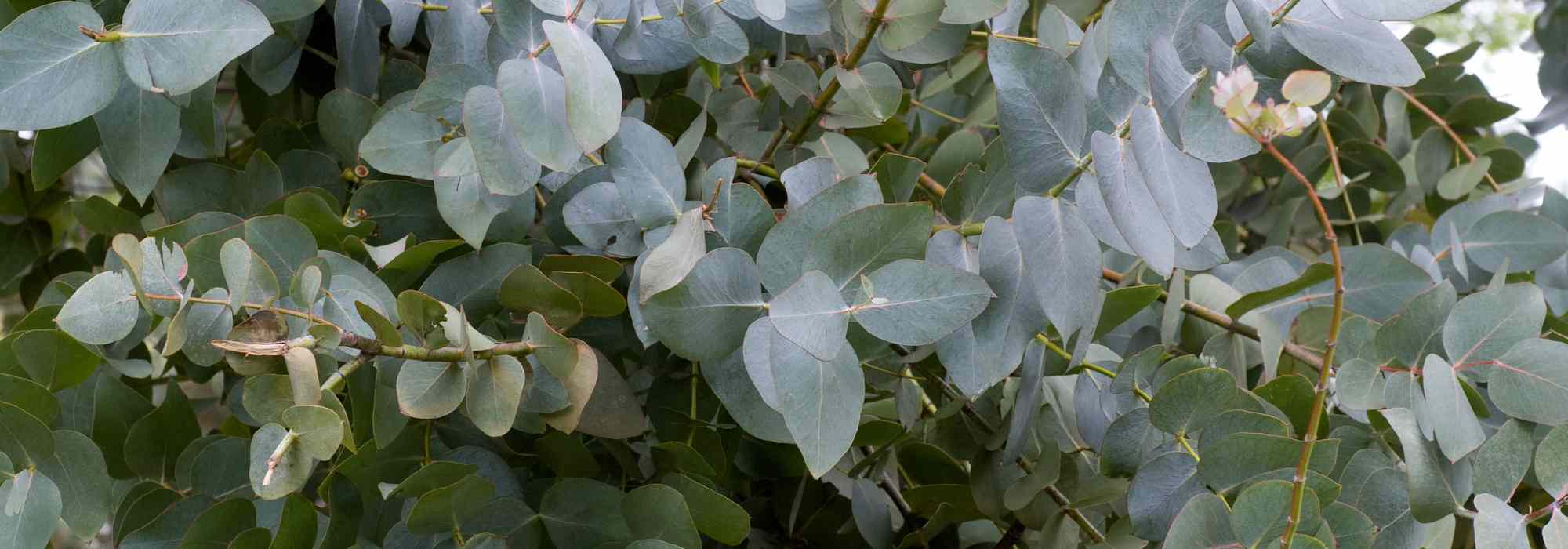 Diseases and pests of Eucalyptus