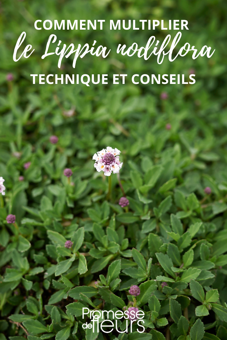 propagating and layering lippia or phyla nodiflora