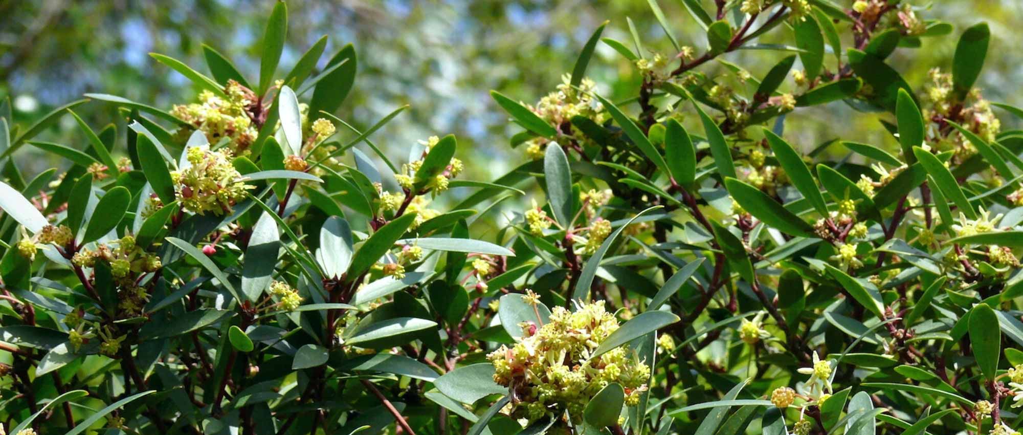 Tasmanian Pepper: Cultivation and Care in the Ground or in Pots