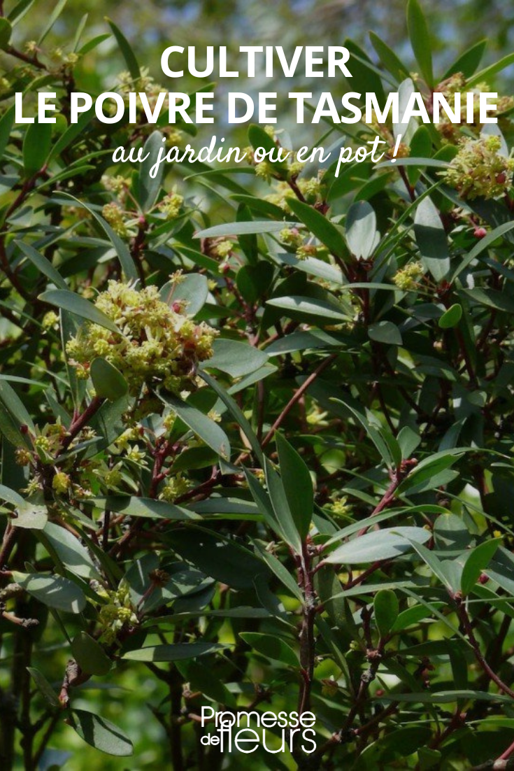 Tasmanian Pepper Plant: Growing and Maintenance in the Ground or in a Pot Drimys aromatica