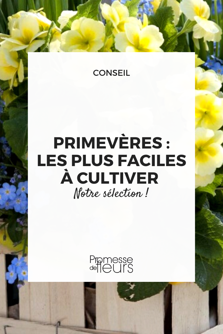 Easiest to Grow Primroses Easy-to-grow Primulas