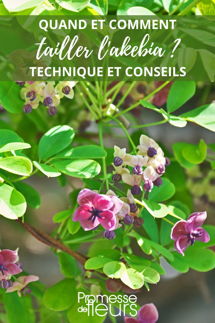 pruning akebia