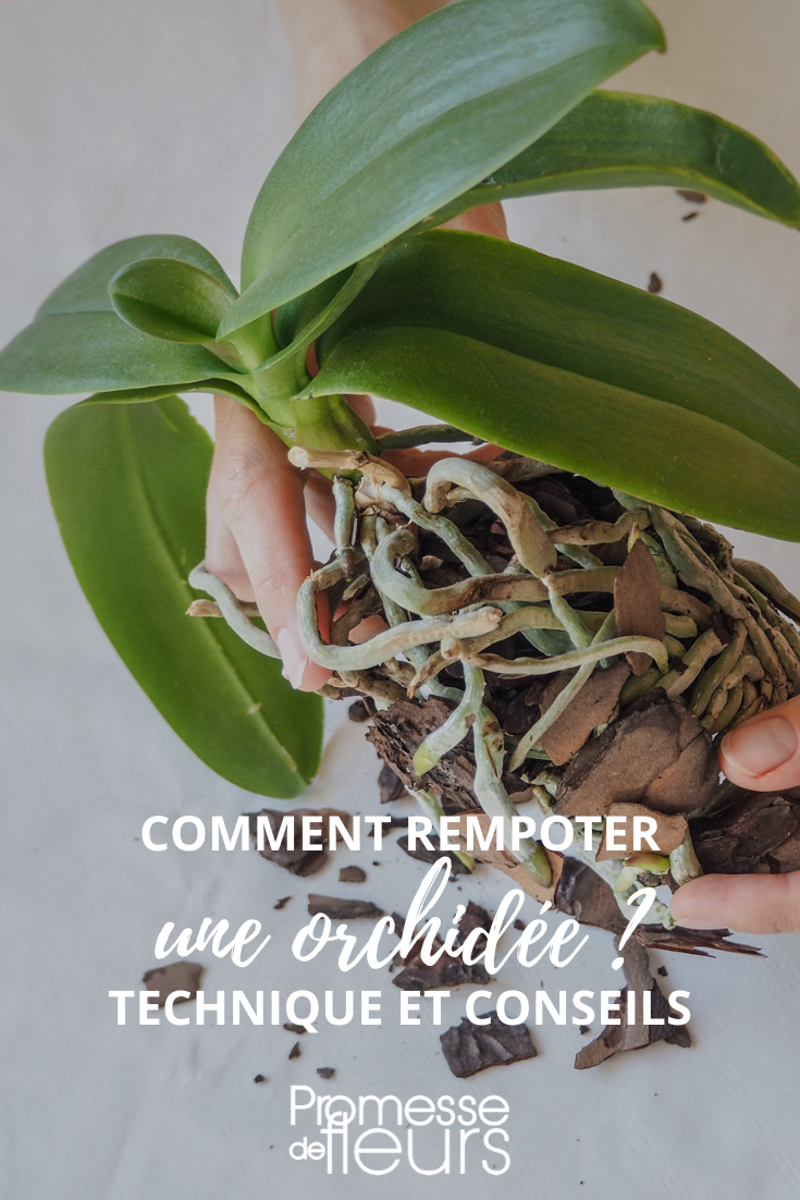 Repotting Indoor Orchids
