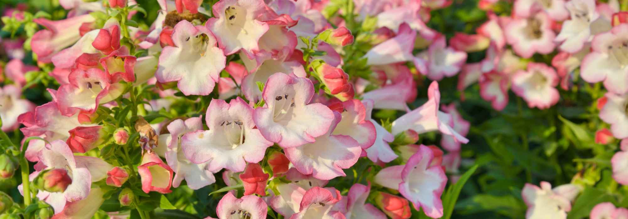 Associating Penstemons