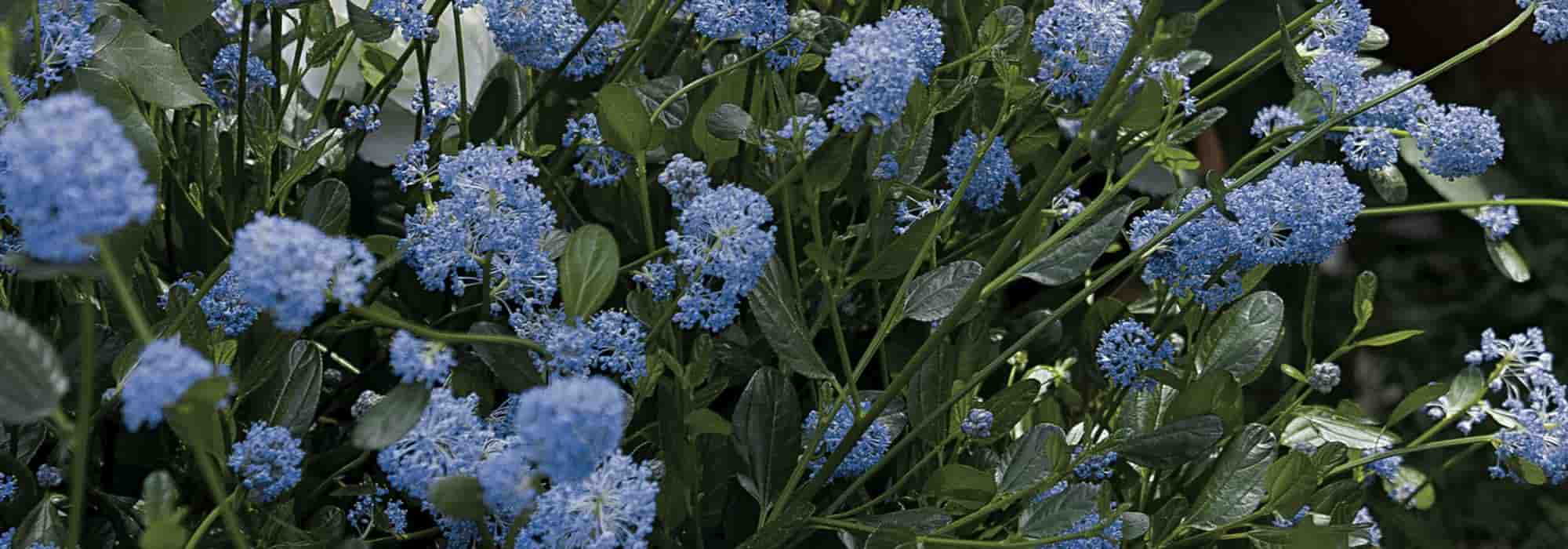 5 Ceanothus to grow in pots