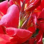 Growing a canna in a pot