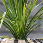 Growing cordyline in pots
