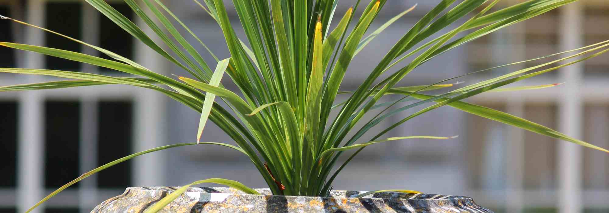 Growing cordyline in pots