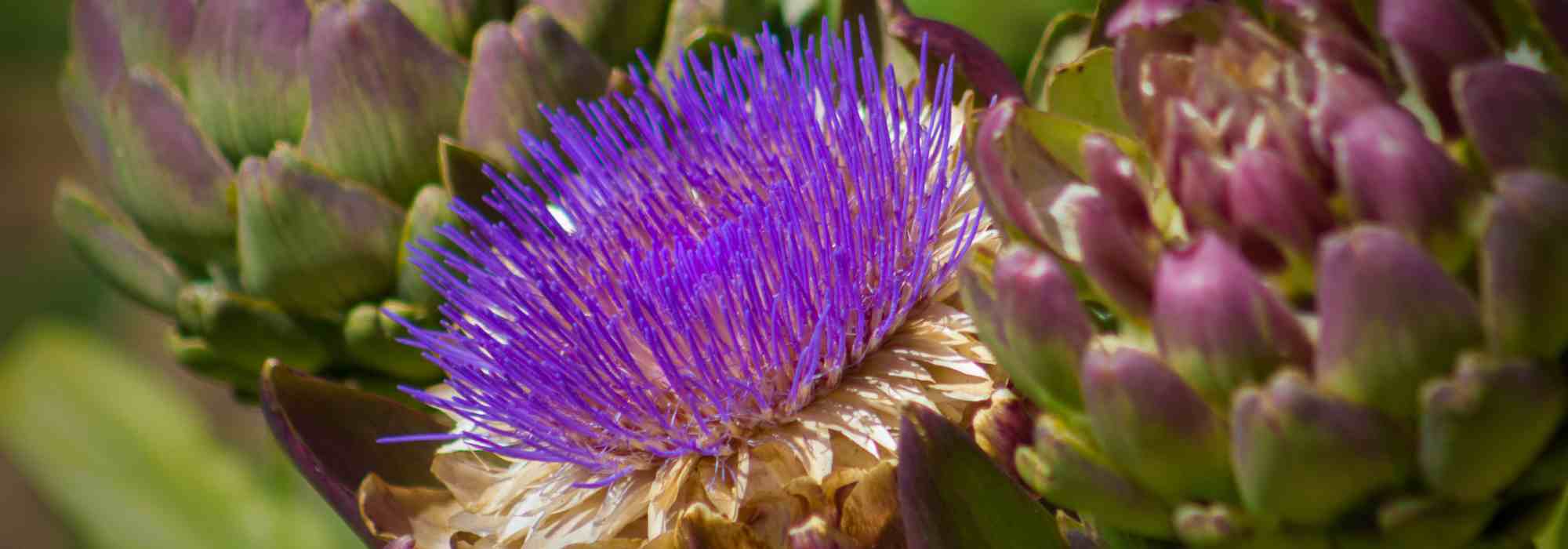 Foodscaping: How to create an edible garden?