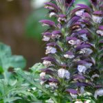 6 varieties of acanthus to grow in the garden