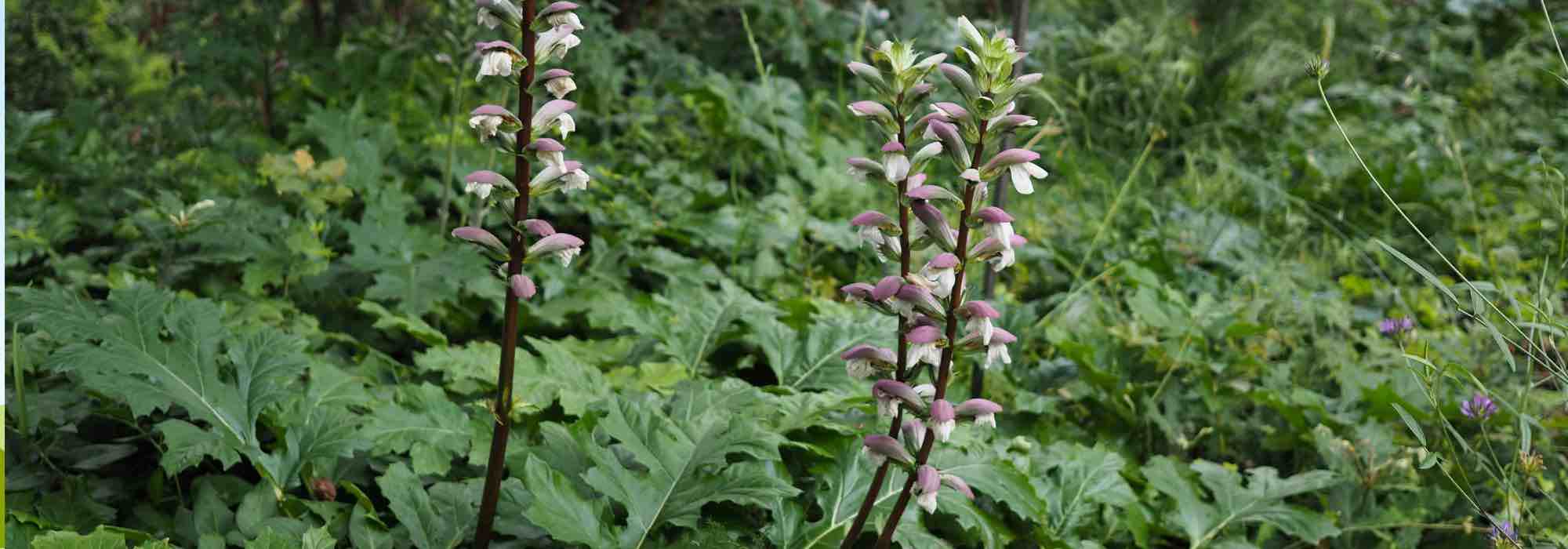 How to get rid of an invasive acanthus?