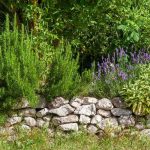 8 aromatic plants for Mediterranean cuisine