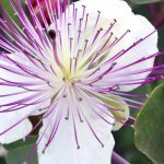 How to grow the Capparis plant?