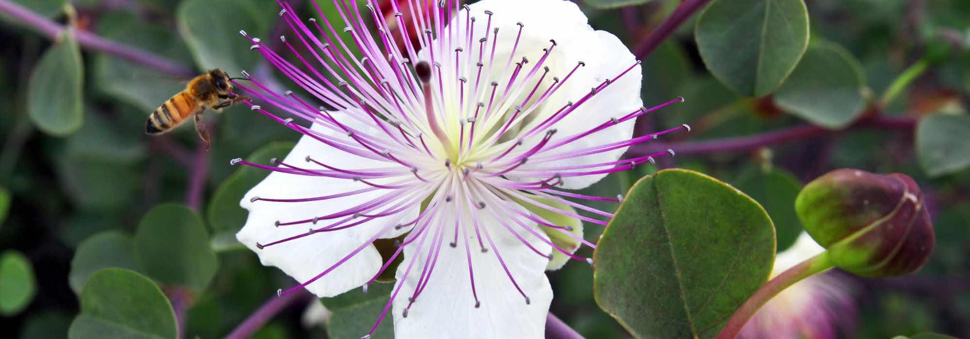 How to grow the Capparis plant?