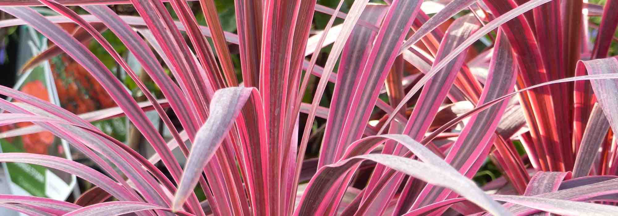 5 Purple-leaved Cordylines