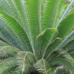 Cycas: 9 pairing ideas