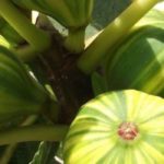 5 fruit trees for seaside gardens or balconies