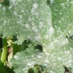 Diseases and pests of squashes and courgettes