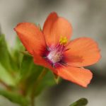 How to get rid of red dead-nettle?