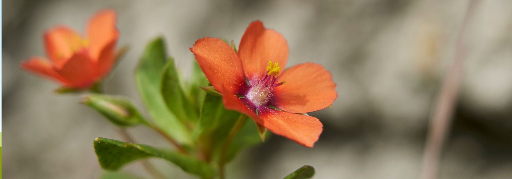 How to get rid of red dead-nettle?
