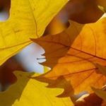 Plane Tree: Planting, Pruning and Care